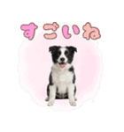 かしこカワイイ♡ボーダーコリースタンプ（個別スタンプ：16）