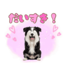 かしこカワイイ♡ボーダーコリースタンプ（個別スタンプ：18）