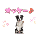 かしこカワイイ♡ボーダーコリースタンプ（個別スタンプ：19）
