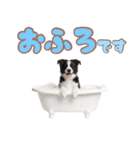 かしこカワイイ♡ボーダーコリースタンプ（個別スタンプ：20）