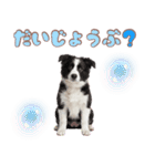 かしこカワイイ♡ボーダーコリースタンプ（個別スタンプ：21）