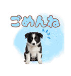 かしこカワイイ♡ボーダーコリースタンプ（個別スタンプ：22）