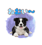 かしこカワイイ♡ボーダーコリースタンプ（個別スタンプ：23）