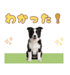 かしこカワイイ♡ボーダーコリースタンプ（個別スタンプ：24）