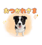 かしこカワイイ♡ボーダーコリースタンプ（個別スタンプ：26）