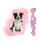 かしこカワイイ♡ボーダーコリースタンプ（個別スタンプ：27）