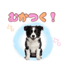 かしこカワイイ♡ボーダーコリースタンプ（個別スタンプ：28）