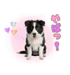 かしこカワイイ♡ボーダーコリースタンプ（個別スタンプ：29）