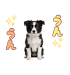 かしこカワイイ♡ボーダーコリースタンプ（個別スタンプ：30）