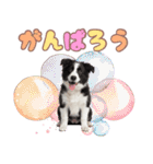 かしこカワイイ♡ボーダーコリースタンプ（個別スタンプ：31）