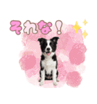 かしこカワイイ♡ボーダーコリースタンプ（個別スタンプ：32）