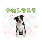 かしこカワイイ♡ボーダーコリースタンプ（個別スタンプ：33）