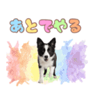 かしこカワイイ♡ボーダーコリースタンプ（個別スタンプ：34）