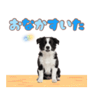 かしこカワイイ♡ボーダーコリースタンプ（個別スタンプ：35）