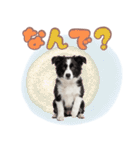 かしこカワイイ♡ボーダーコリースタンプ（個別スタンプ：36）