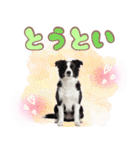 かしこカワイイ♡ボーダーコリースタンプ（個別スタンプ：37）