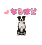 かしこカワイイ♡ボーダーコリースタンプ（個別スタンプ：38）