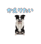 かしこカワイイ♡ボーダーコリースタンプ（個別スタンプ：39）