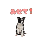 かしこカワイイ♡ボーダーコリースタンプ（個別スタンプ：40）