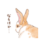 「レッキス（ブロークンオレンジ）」（個別スタンプ：12）