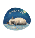 月夜のチャロと星のことば – renewal（個別スタンプ：2）