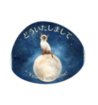 月夜のチャロと星のことば – renewal（個別スタンプ：11）