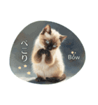 月夜のチャロと星のことば – renewal（個別スタンプ：24）