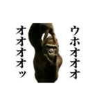 踊る！横揺れゴリラ（個別スタンプ：3）