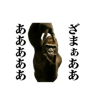 踊る！横揺れゴリラ（個別スタンプ：4）