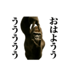 踊る！横揺れゴリラ（個別スタンプ：5）