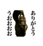 踊る！横揺れゴリラ（個別スタンプ：8）