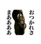 踊る！横揺れゴリラ（個別スタンプ：13）