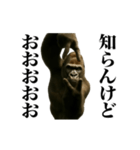 踊る！横揺れゴリラ（個別スタンプ：16）