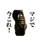 踊る！横揺れゴリラ（個別スタンプ：22）