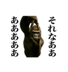 踊る！横揺れゴリラ（個別スタンプ：23）