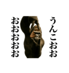 踊る！横揺れゴリラ（個別スタンプ：24）