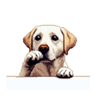 無言で伝えるラブラドールレトリバー（個別スタンプ：1）