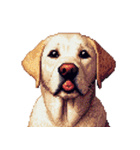 無言で伝えるラブラドールレトリバー（個別スタンプ：2）