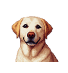 無言で伝えるラブラドールレトリバー（個別スタンプ：12）