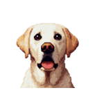 無言で伝えるラブラドールレトリバー（個別スタンプ：13）
