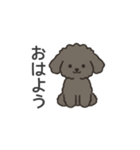 落書き風トイプー グレー（日常会話）（個別スタンプ：1）
