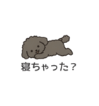 落書き風トイプー グレー（日常会話）（個別スタンプ：3）