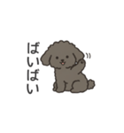 落書き風トイプー グレー（日常会話）（個別スタンプ：4）