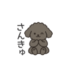 落書き風トイプー グレー（日常会話）（個別スタンプ：5）