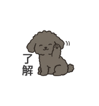 落書き風トイプー グレー（日常会話）（個別スタンプ：7）