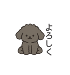 落書き風トイプー グレー（日常会話）（個別スタンプ：12）