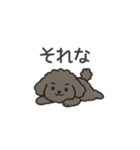 落書き風トイプー グレー（日常会話）（個別スタンプ：13）