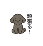 落書き風トイプー グレー（日常会話）（個別スタンプ：15）