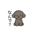 落書き風トイプー グレー（日常会話）（個別スタンプ：16）