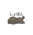 落書き風トイプー グレー（日常会話）（個別スタンプ：30）